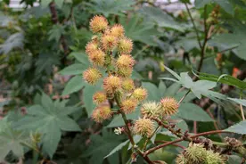 农村常见的蓖麻，却是暗杀界“完美毒药”，很多人小时候吃过玩过图片