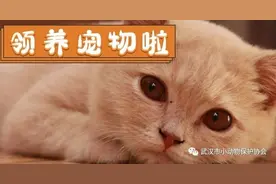 怎样在线上领养协会的动物？教程来啦图片