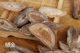 每天学习一味中药——郁金图片