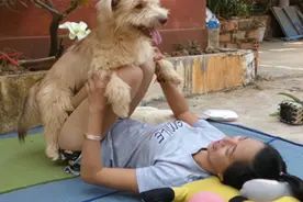 男不养猫女不养狗是为啥，看看狗干的好事，你就清楚了图片