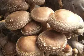 这种常见的食材，竟被誉为“菇中皇后”图片