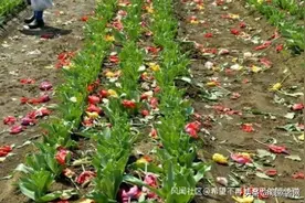 防止赏花人群聚集 日本直接把80万株郁金香全砍了…图片