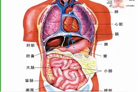 身体器官分布图，陪你掌握五脏六腑图片