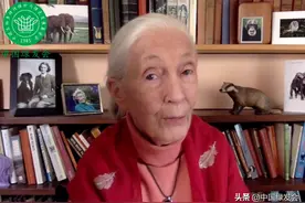 珍妮·古道尔博士致辞中国绿发会茻基金成立大会图片