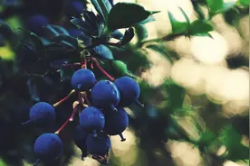 性情温良，但手段狠辣的星座，活出了内涵，但不是谁都能靠近图片