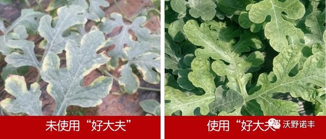 国家重点研发计划产业化「2021国内酶解氨基酸叶面肥的新旗舰」