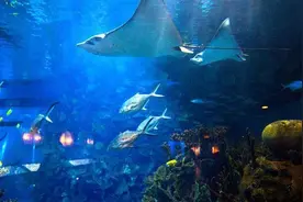 中国5大最好玩的海底世界，北京海洋馆值得一游，你想去吗？图片