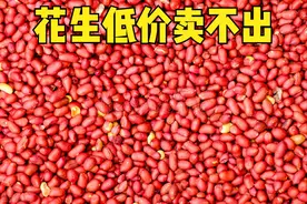 花生价格大跌，期货每吨跌幅2200元，“元凶”是谁？没那么简单图片