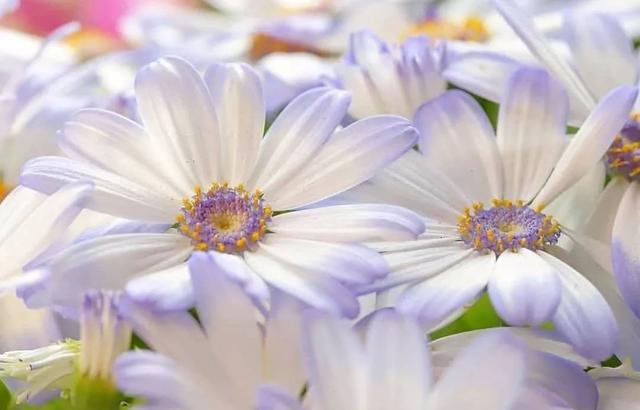 花语大全 寓意励志带图片,全网最全花语大全,值得收藏 - 冷求网