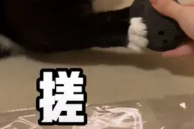 我家猫搓jio搓上瘾，就连医生也没辙了…图片