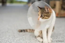 家庭养的公猫一般做不做绝育，公猫不做绝育会有什么后果？图片