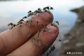你知道四川农村一种被称为默默蚊的是一种什么蚊子？图片