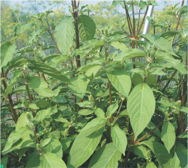 牛膝生于林下荫地,路旁,草地,根圆柱形,土黄色