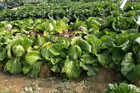 软腐病如何防治？教你2个方法，效果好，白菜、萝卜都适用图片