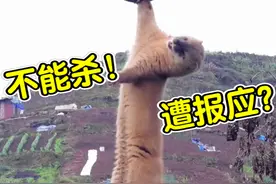 为什么农村人不敢招惹黄鼠狼？黄鼠狼为何被称为“黄大仙”？图片