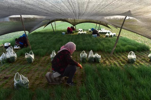 50元一斤！亏100多万也要种的“天价”葱，真的赚钱吗？