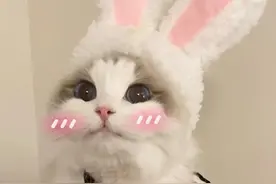 给宠物猫“微整”，猫咪身价瞬间从3000飙升到30000图片