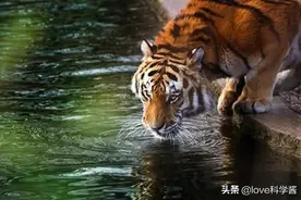 为什么人喝了脏水会生病，而动物却不会？原因有两点图片