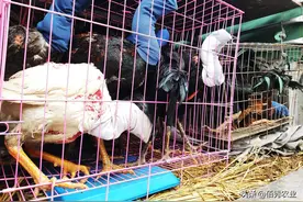 72岁农村老人热衷养鸡，生意做到省外，晚年养老不求人图片