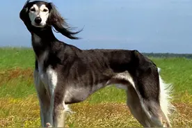 超酷的6种“国产犬”，但是很多人都不认识图片