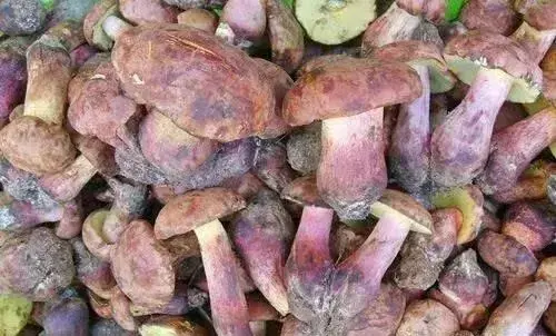 云南10种野生菌，你最喜欢吃哪几个？