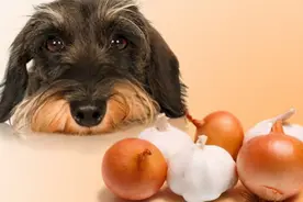 养狗要尽量避开这几样东西，杀伤力不比“毒药”低图片