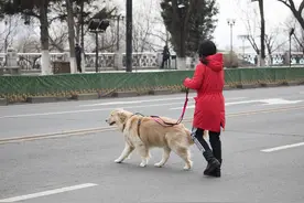 导盲犬，一个长达二十年的骗局图片