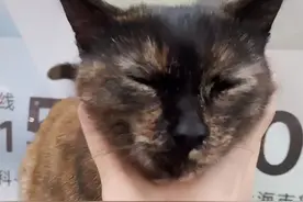 都说玳瑁是招财猫，刚开始我还不信…现在我服了图片