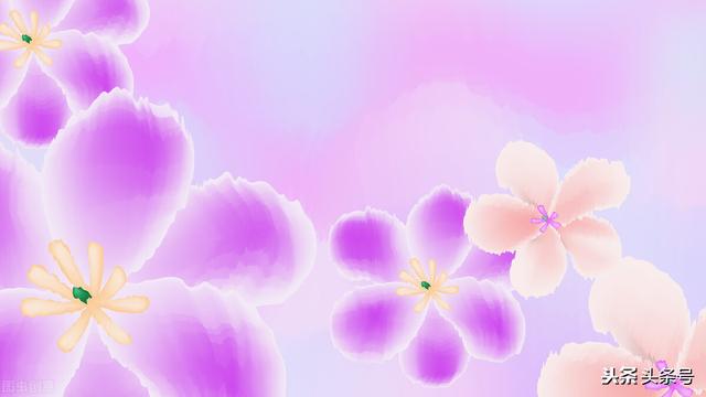 吲哚乙酸的合成与代谢