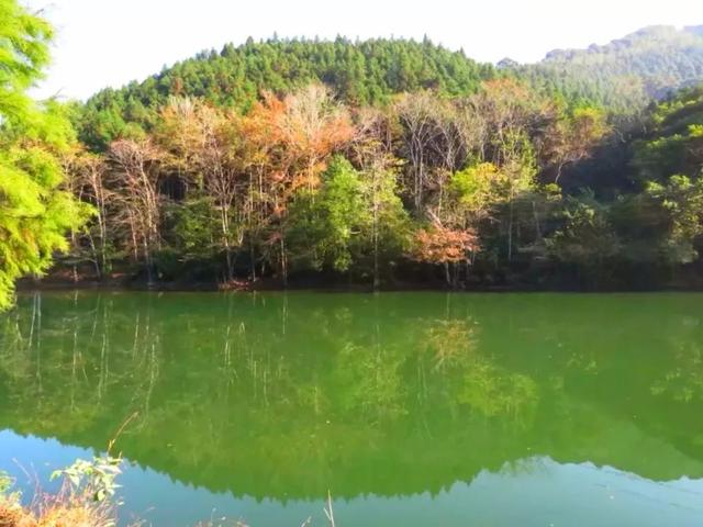 秋风吻尽银杏叶，艳遇醉美帽子峰