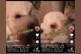 丧心病狂！女主人给狗开眼角、打玻尿酸，就为了让狗更好看？图片