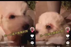 丧心病狂！女主人给狗开眼角、打玻尿酸，就为了让狗更好看？图片