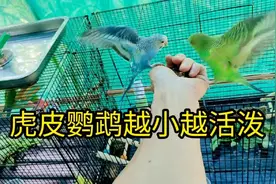 我家六只玄凤、牡丹、虎皮鹦鹉日常记录图片