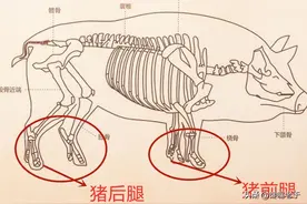 炖猪蹄，“前蹄、后蹄”哪个好？味道差别很大，建议看看图片