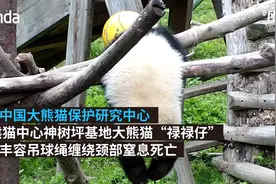 四川大熊猫幼仔吊球绳绕颈窒息死亡：工作人员未发现熊猫异常，直到7小时后才被发现图片