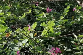 信用卡网贷逾期后、起诉中、执行中、执行终本后的各种协商方式图片