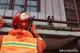 洪水来袭，小狗困在空房，消防员暖心救出：每一个生命都值得挽救图片
