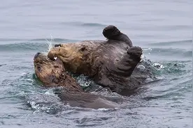 可爱呆萌的海獭却在交配时残暴无比，这是为什么？图片