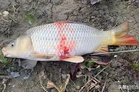 他们是拿着鱼竿的“假钓鱼人”！​锚鱼和钓鱼有本质区别，别搞错图片