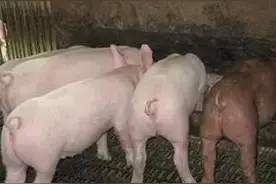 解决猪场蚊子，我们是这么做的，再也不用担心蚊子咬人和猪了图片