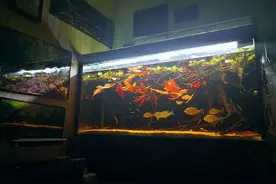 原生缸造景之河岸树根群自然栖息地，几个技巧增加原生缸的自然感图片