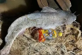 芝麻剑的苟残，野生数量断崖式下跌，最终被列入国家二级保护动物图片