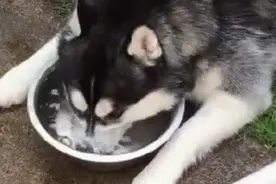 搞笑GIF图：看孙悟空如何收拾唐僧图片