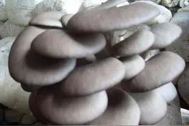 菜地套种凤尾菇无公害种植技术，掌握科学覆盖模式化，一起看看吧图片