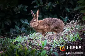 广西十万大山：走兽珍禽实拍（野生动物是人类的朋友，应予保护）图片