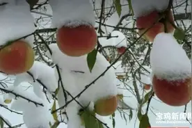 春节临近电商发力 扶风御雪红桃创销售奇迹图片