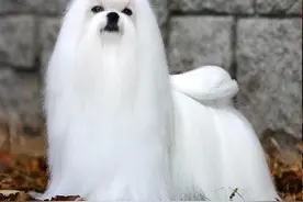 关于犬瘟热图片