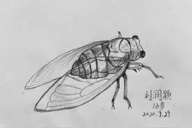 六年级学生刘润颖动物速写作品图片