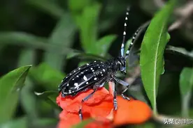 农村被无视的4大昆虫，贵的一只能买5头牛，看到请留神图片