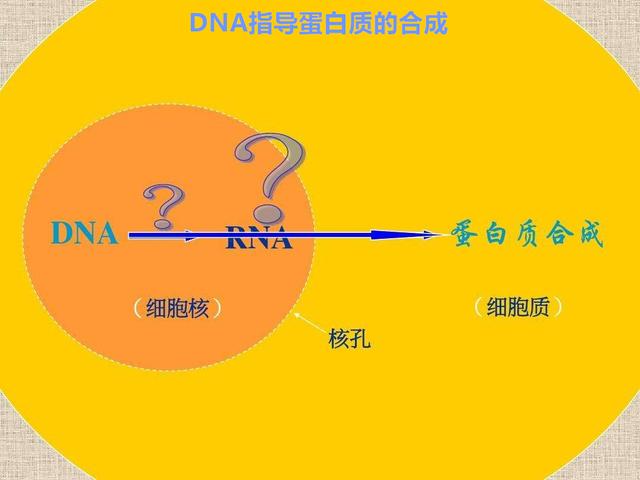 蛋白质大学问，天天都在谈的蛋白质，今天就来认识下